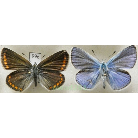 Polyommatus thersites (Cantener, 1835) pair Poland99e